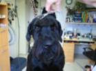 Ausbildung z. Hunde- und Katzenfriseur/in