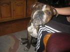 Old Englisch Bulldog / Rüde
