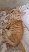 Maine Coon Katerchen Reinrassiger