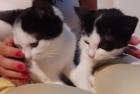 Orea - süßes Kitten sucht Zuhause aus dem Tierschutz / gechipt geimpft