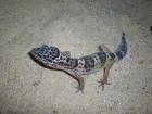 Leopardgeckos Weibchen nominat mit Farbeinschlag suchen ein neues Zuhause Eu