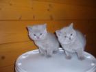 Napur Katzenfutter von Jamgam