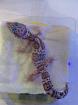 1. 0 Mack Snow Tremper Leopardgecko Männchen Enz 22/15 Gramm abzugeben
