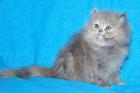 Reinrassige Perser Katze