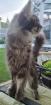 Große Maine Coon Dame mit Papieren/ kastriert