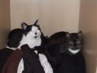 2 Hauskatzen 11 Jahre alt abzugeben