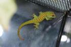 Taggeckos 0 1 3 Phelsuma mad grandis