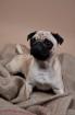 Fotoshooting mit Ihrem 4beiner