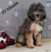 4 Tibet Terrier Welpen in der Farbe Zobel suchen eine neue Familie