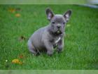 Französische Bulldogge welpen
