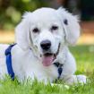 WHITE SAM - Golden Retriever - 4 Monate - Tierhilfe-Franken e. V.