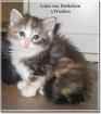 Norwegische Waldkatzenbaby s