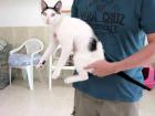 Kleiner Kater Pararos 4 ganz großer Schmuser