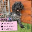 Douchi m 9 Jahre 40 cm Slowakei
