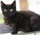 Katzenbabys 7Wochen entwurmt entfloht stubenrein futterfest