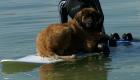 Liebe Leonbergerhündin sucht Traumleonberger