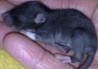 Regelmäßig handzahme Rattenbabys aus Hobbyzucht