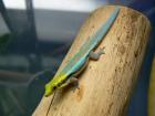 Taggeckos Phelsumen div. Nachzuchten