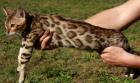 Bengalkatzen Bengalen Bengalkatze
