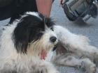 Ira Familie mit Kindern und gerne Hund und Katze gesucht