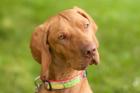 KARLE - liebenswerter Magyar Vizsla - 15 Monate - Tierhilfe-Franken e. V.