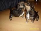 Jack Russel Mischlings Welpen