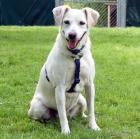 BELISSA - Labrador-Mix - 7 Jahre - Tierhilfe-Franken e. V.