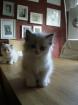 Reinrassige Ragdoll Kitten
