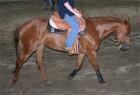 Tolle Quarter Horse Stute zu verkaufen