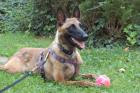 JARINA - Malinois - 1 Jahr 4 Monate - Tierhilfe-Franken e. V.