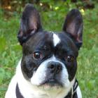 COCOLINA - Französische Bulldogge - 8 Jahre - Tierhilfe-Franken e. V.