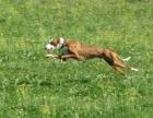 Podenco Ibicenco welpen