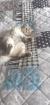 Scottish fold kitten