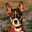 CHLOE - Husky-Schäfer-Mix - 10 Monate - Tierhilfe-Franken e. V.