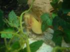 12 cm goldalbino Axolotl aus Hobbynachzucht