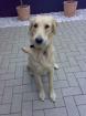 Golden Retriever Rüde 10 Monate DRC-Ahnenpass