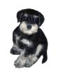 Zwergschnauzer schwarz/silber Welp-Rüde