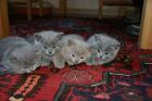 Wundershcöne Britisch Kurzhhar Kitten und Highlanderin