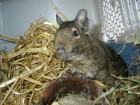 4 Degus mit Käfig zu verschenken 3w / 1m