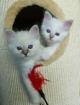 Traumhafte Kitten für traumhafte Menschen Birmababys- typisch und wunderschön