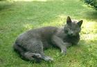 Seit dem 11. 07. 2022 grauer Kater