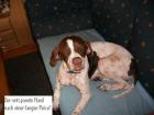 Lola - 4j Pointerhündin nur lieb freundl. verträgl. - Familienhund