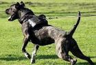 Keine Dogo Argentino Welpen sondern robuste