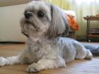 Shi Tzu Lucky männlich 2Jahre sucht Sie.