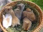 Knuffige Löwenbabys abzugeben
