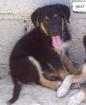 Pfötchenhilfe Rhodos sucht für Schäferhund-Mix Momo ein neues Zuhause