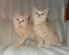BKH- Babys