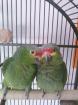 2 Gelbwangenamazonen