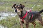 JACKYLEIN - lustiger Mischling - 6 Jahre - Tierhilfe-Franken e. V.