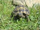 Griechische Landschildkröten THB aus eigener Nachzucht div. Jahrgänge